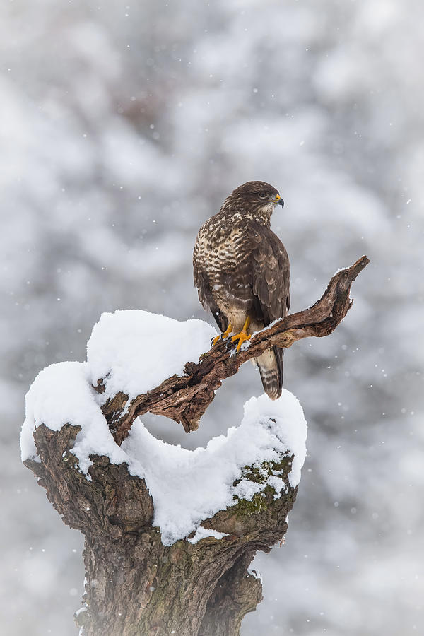 Buzzard Photograph - The Common Buzzard, Buteo Buteo Is Sitting In The Snow In Winter Environment Of Wildlife. by Petr Simon