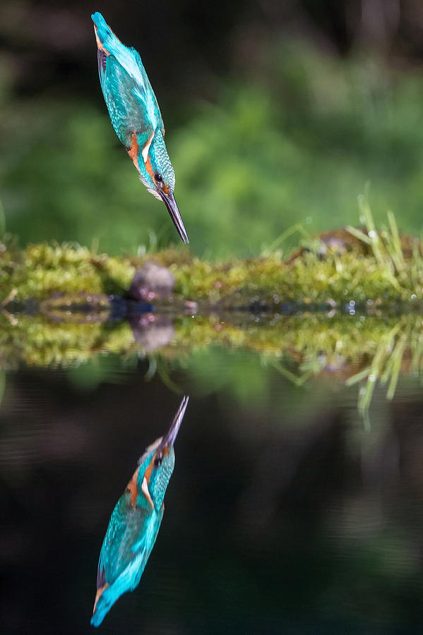 Bird Photograph - The Common Kingfisher, Alcedo Atthis by Petr Simon