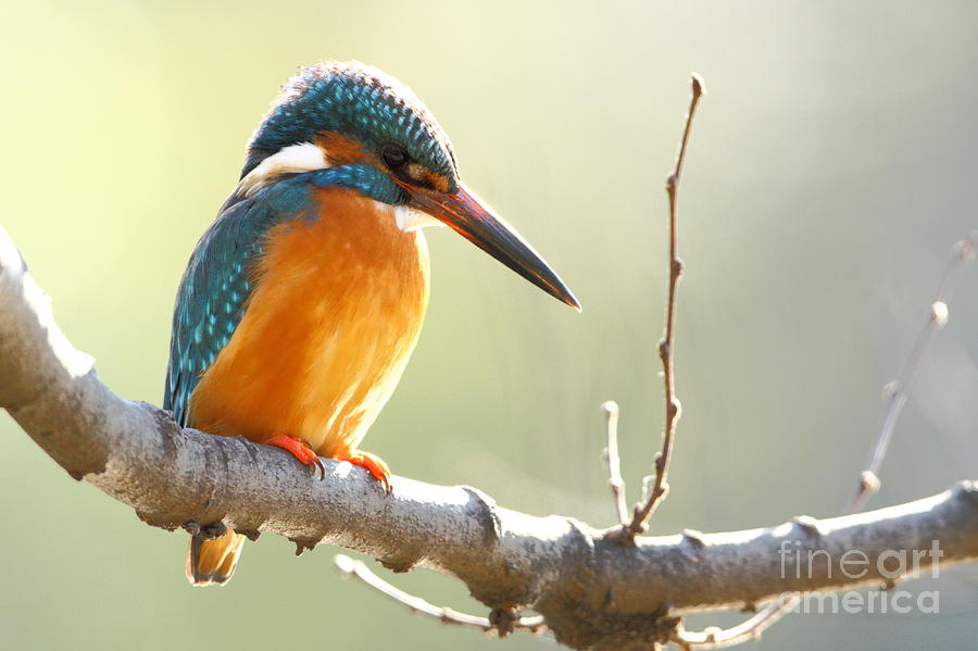Feather Photograph - The Common Kingfisher Alcedo by Vishal Shinde