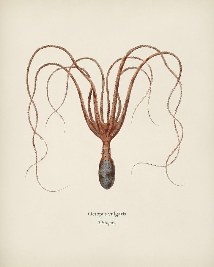 The common octopus  Octopus vulgaris  illustrat Celesed by Charles Dessalines D  Orbigny  1806 1876  Painting by Celestial Images