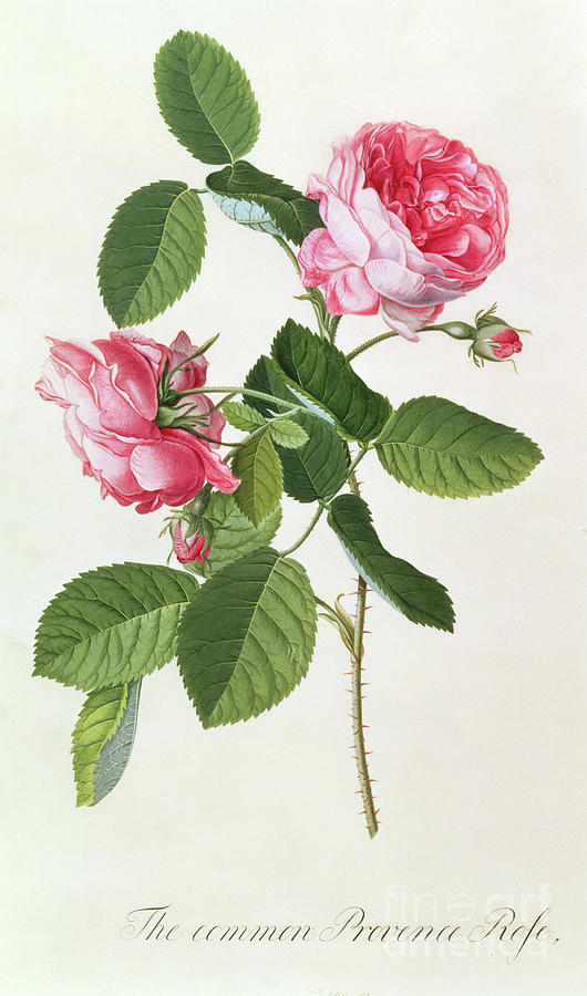 The Common Provence Rose By Georg Dionysius Ehret Painting by Georg Dionysius Ehret