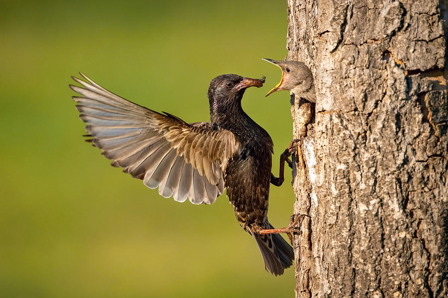 Bird Photograph - The Common Starling, Sturnus Vulgaris by Petr Simon