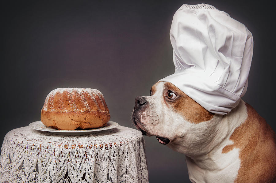 Animal Photograph - The Confectioner And His Masterpiece by Heike Willers