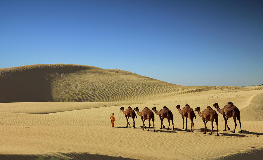The Convoy Of Camel In Desert Photograph by Sm Rafiq Photography.