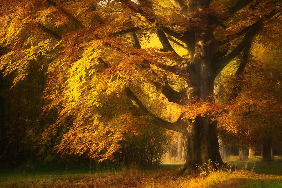 The Copper Beech Photograph by Ellen