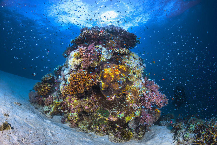 The Coral Semaphore Photograph by Barathieu Gabriel