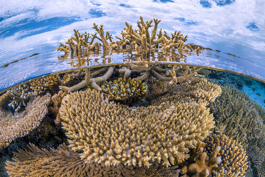 Fish Photograph - The Corals Come Out Of The Water by Barathieu Gabriel