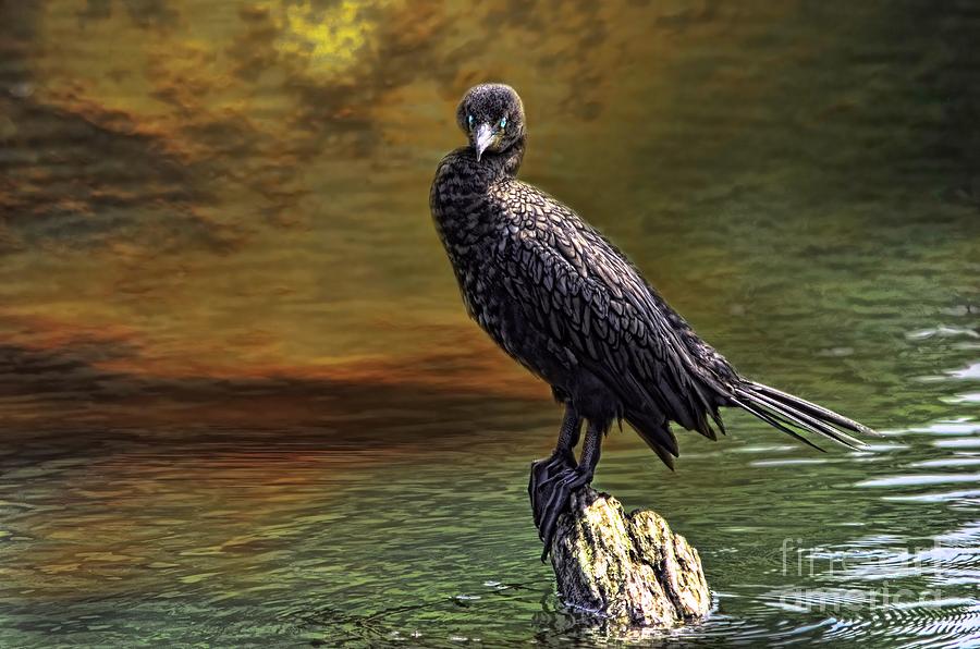 The Cormorant Photograph by Elaine Manley