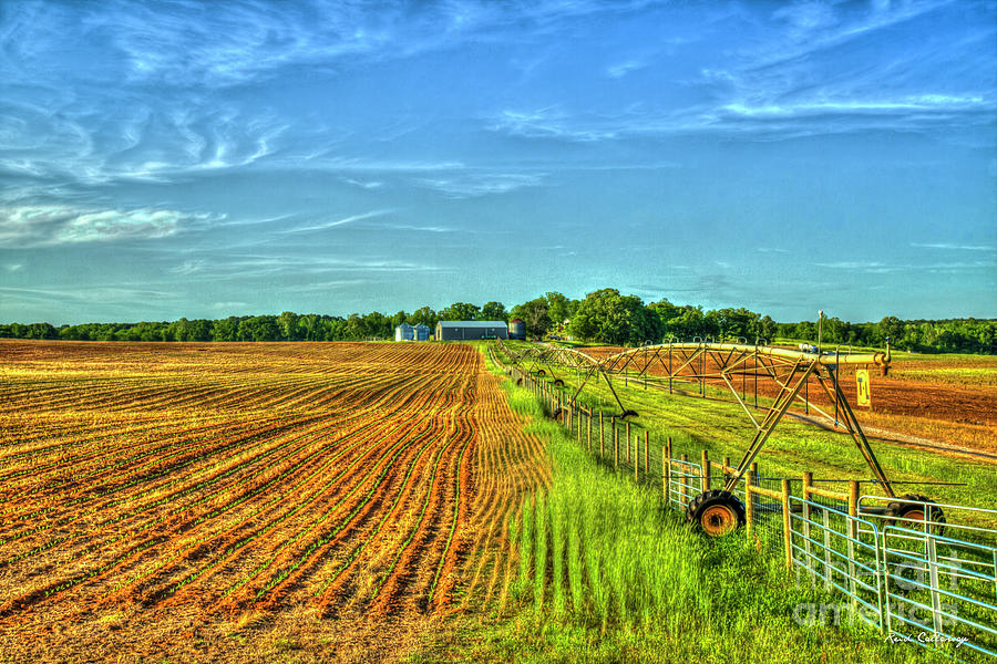 The Corn Is Up The iron Horse Farm University Of Georgia Farming Art Photograph by Reid Callaway