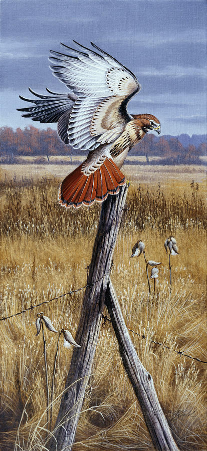 Animal Painting - The Corner Post - Red Tailed Hawk by Wilhelm Goebel