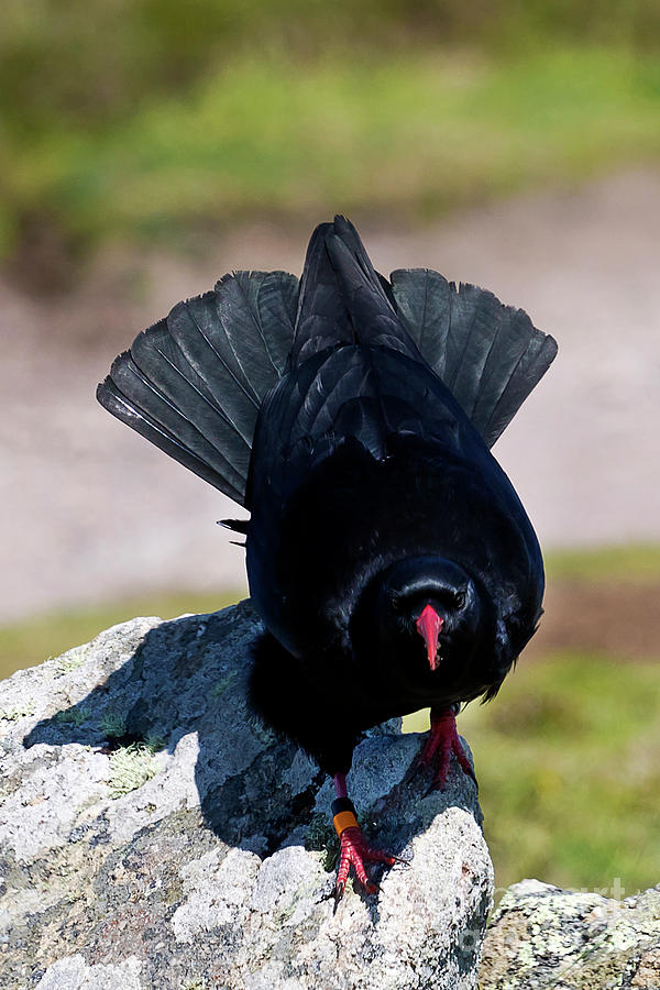 The Cornish Chough Photograph by Terri Waters