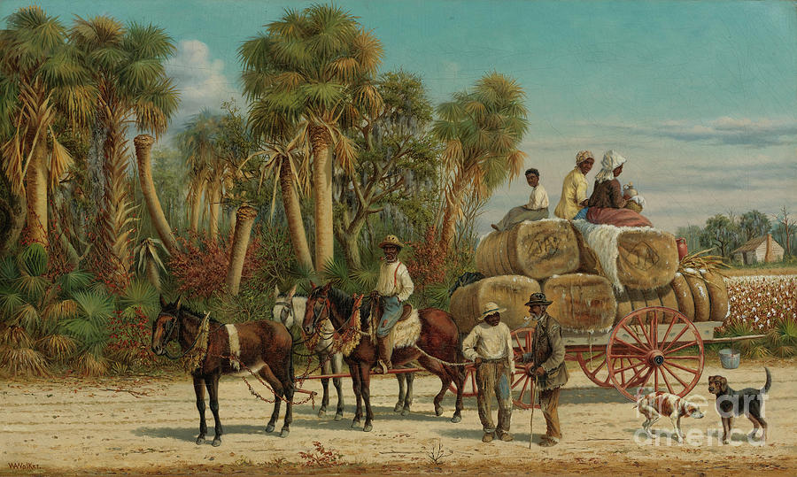 The Cotton Wagon Drawing by Heritage Images