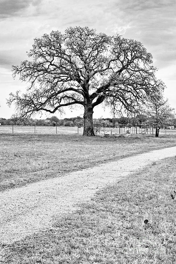 The Country Oak Photograph