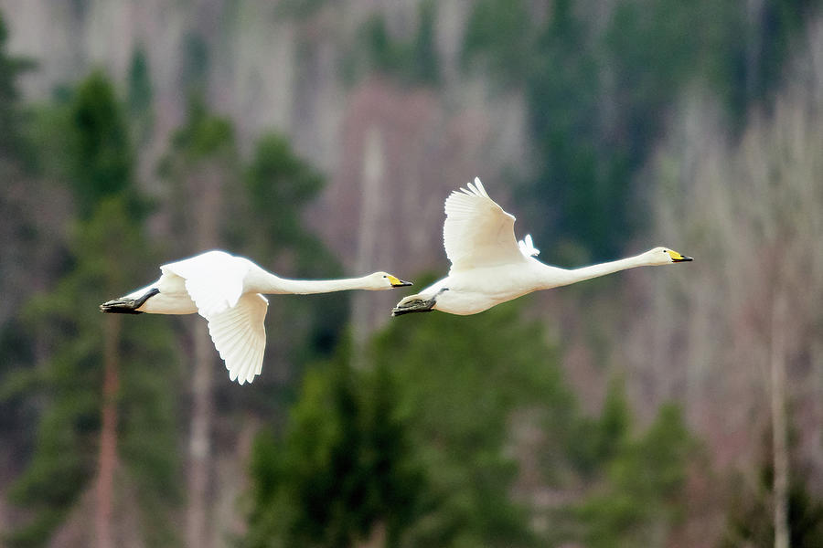 The Couple And The Future. Whooper Swan Photograph