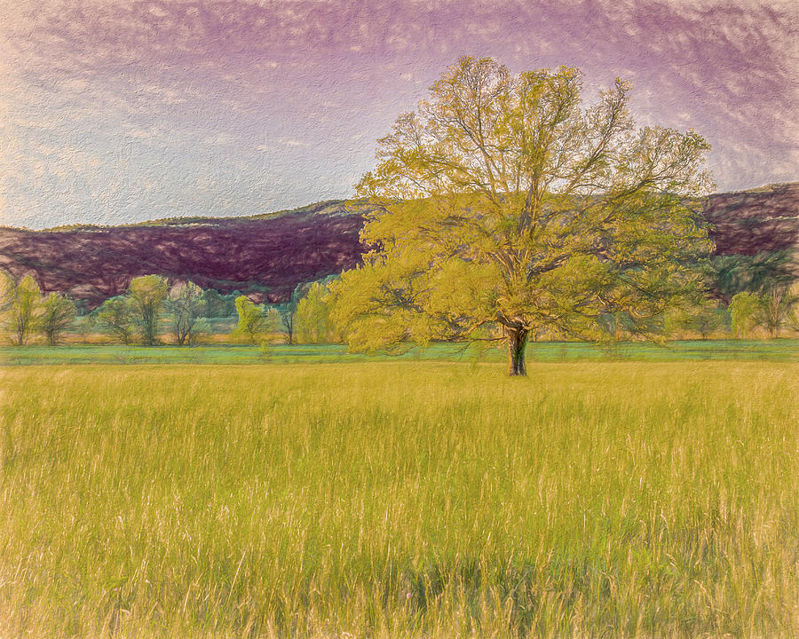 The Cove Tree, Painterly Photograph by Marcy Wielfaert