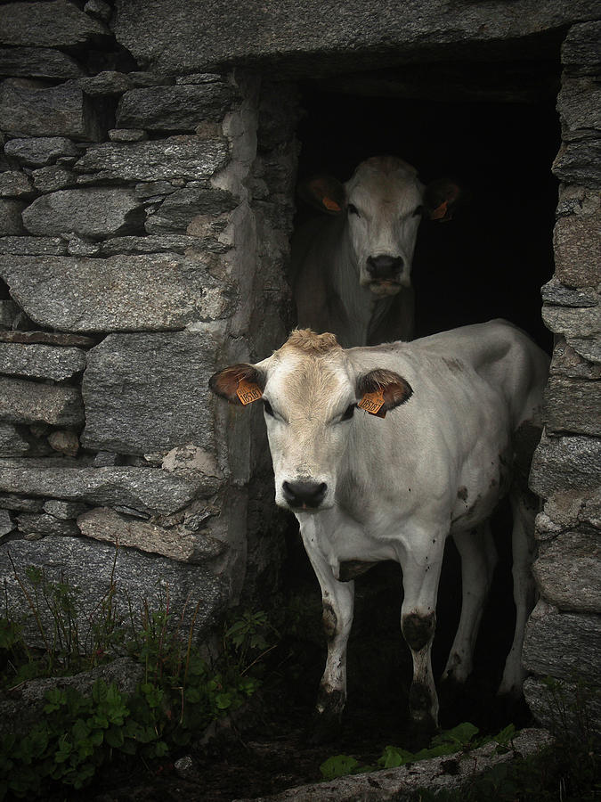 The Cow Photograph by Luigi Masella