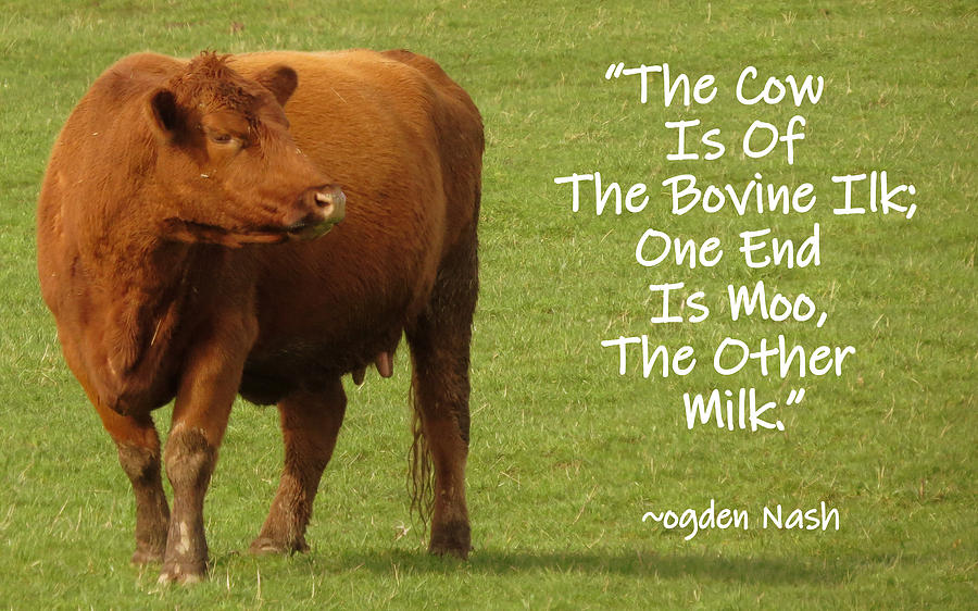 Cow Photograph - The Cow Quote by Linda Vanoudenhaegen