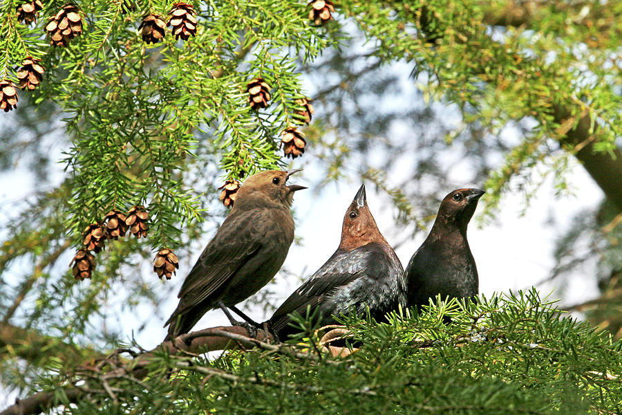 The Cowbird Family - So Happy Together Photograph by Peggy Collins