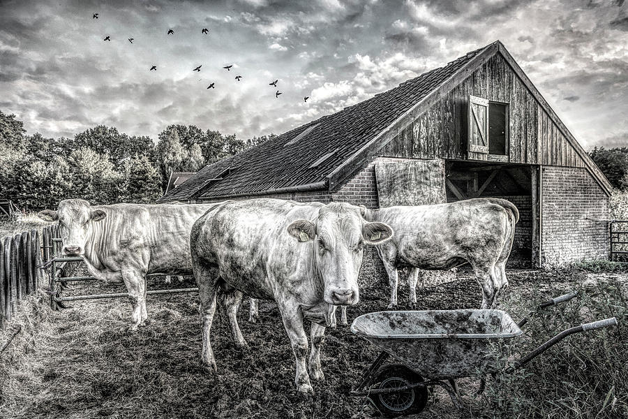The Cows Came Home Black and White Photograph by Debra and Dave Vanderlaan