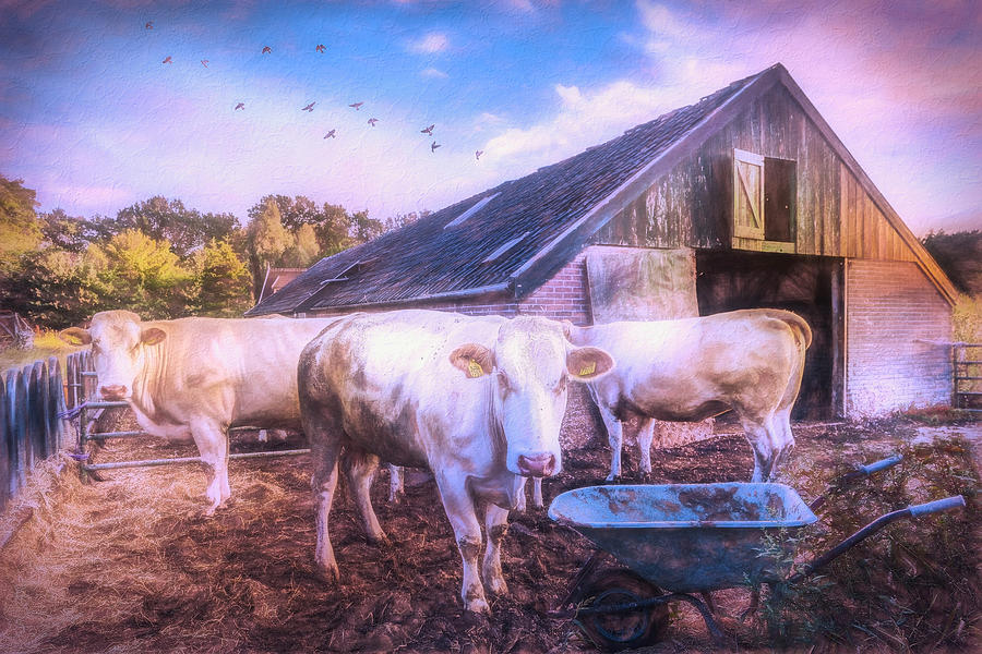 The Cows Came Home Watercolor Painting Photograph by Debra and Dave Vanderlaan