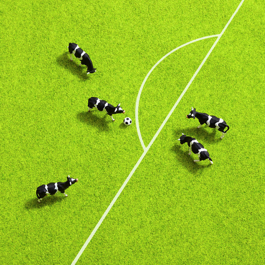 The Cows Playing Soccer Photograph by Ultra.f
