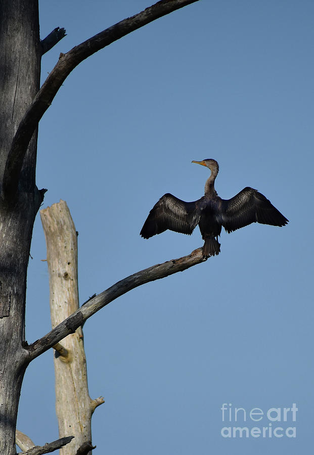 The Cross Of The Cormorant Photograph by Skip Willits