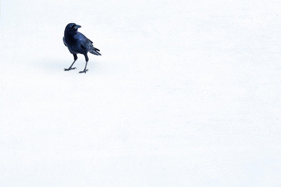 The Crow 2 Photograph by Al Hurley