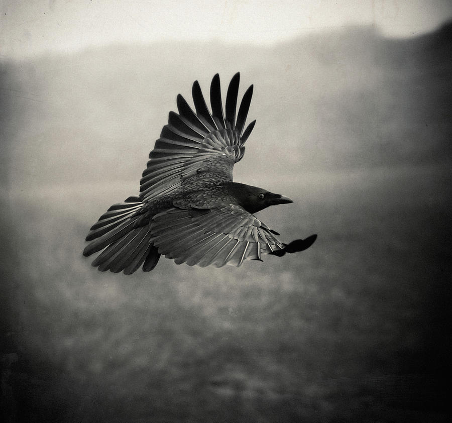 The Crow Photograph by Holger Droste