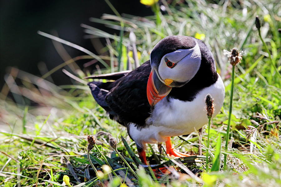 The Curious Puffin - Staffa - Scotland Photograph by Jason Politte