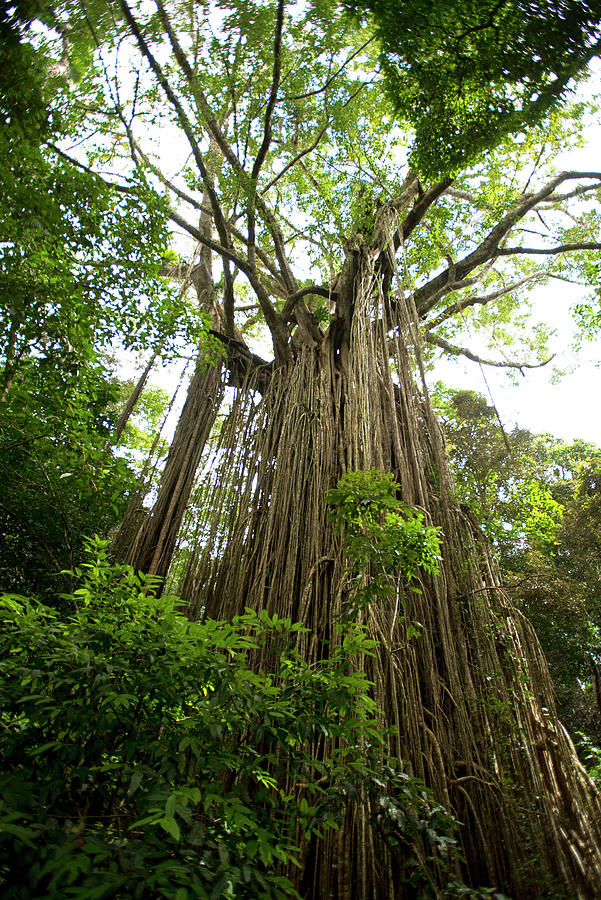 The Curtain Fig Tree Is One Of The Attractions On The Tropical Highland ...