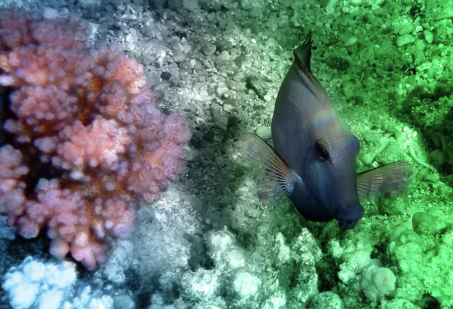 The Cute Brown Surgeonfish Colorfully Photograph by Johanna Hurmerinta