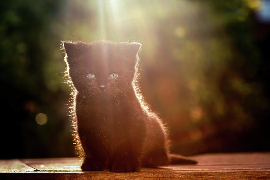 Cat Photograph - The Cutest Kitten in the World by Roeselien Raimond