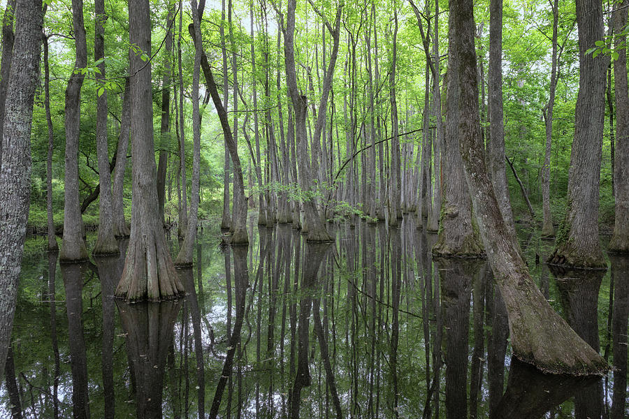 The Cypress Swamp Photograph by Susan Rissi Tregoning