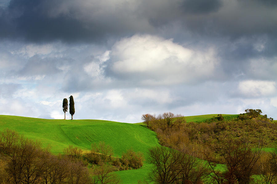 The Cypresses Twins Photograph by Matteo Cerreia Vioglio