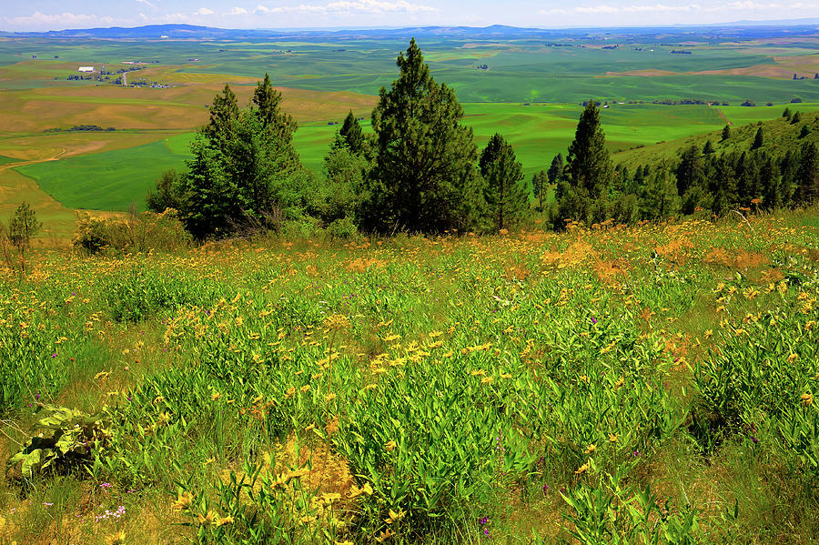 The Daisies on Kamiak by David Patterson The Daisies on Kamiak by David Patterson