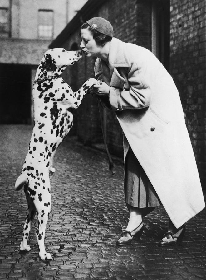 The Dalmatian Dog Kissing Its Owner Photograph by Keystone-france