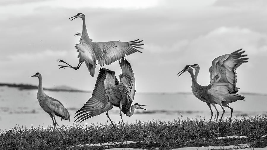 The Dance  Photograph by Kevin Dietrich
