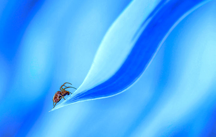 Nature Photograph - The Dance Of The Spider... by Thierry Dufour