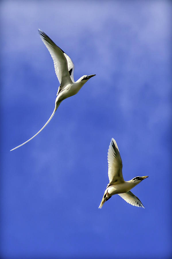 The dance of the White Tailed Tropic Bird Digital Art by Leslie Ware