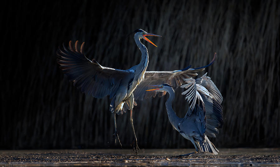 Heron Photograph - The Dance by Phillip Chang