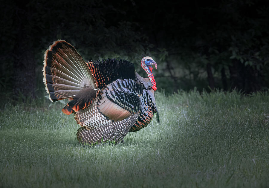 Nature Photograph - The Dancing Turkey by Sheila Xu