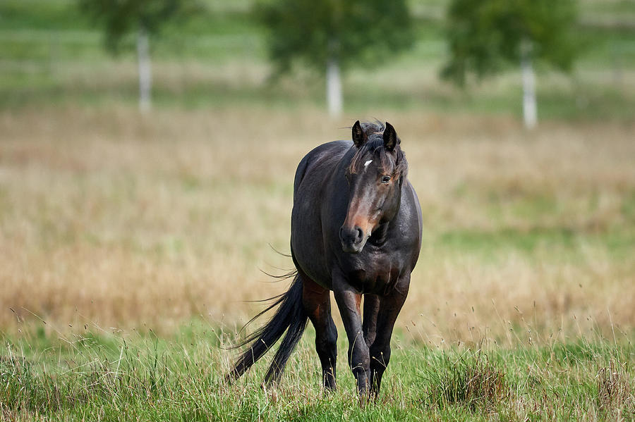 The Dark Brown One, Horse Photograph by Jouko Lehto - Pixels