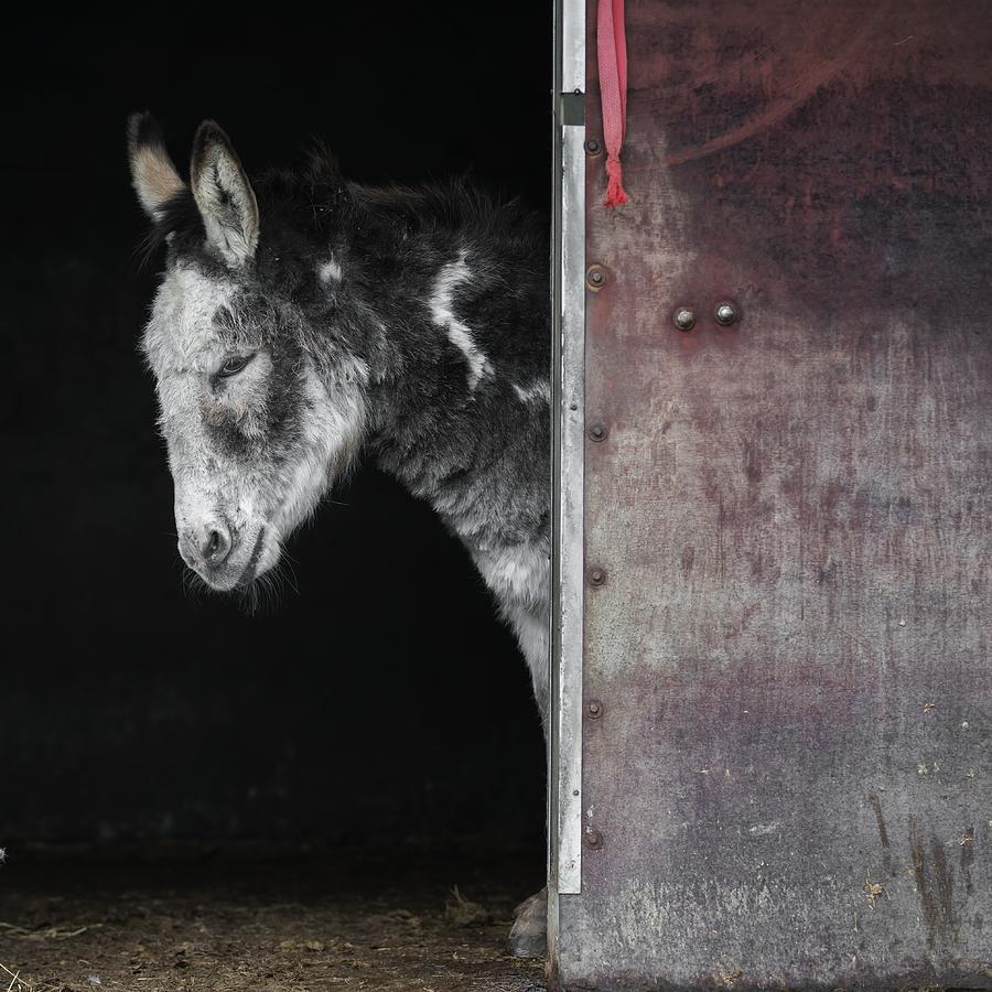 The Dark Donkey Photograph by Gert Van Den Bosch