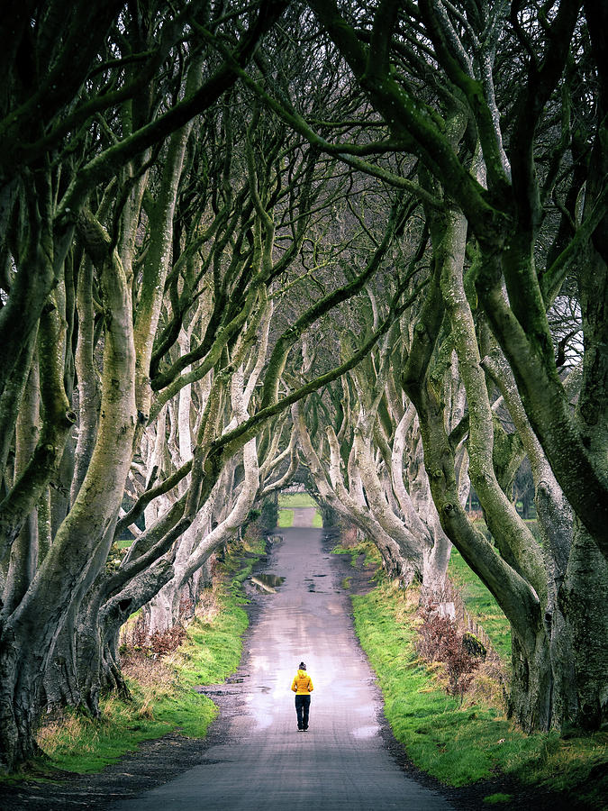 The Dark Hedges - Northern Ireland - Travel photography  Photograph by Giuseppe Milo