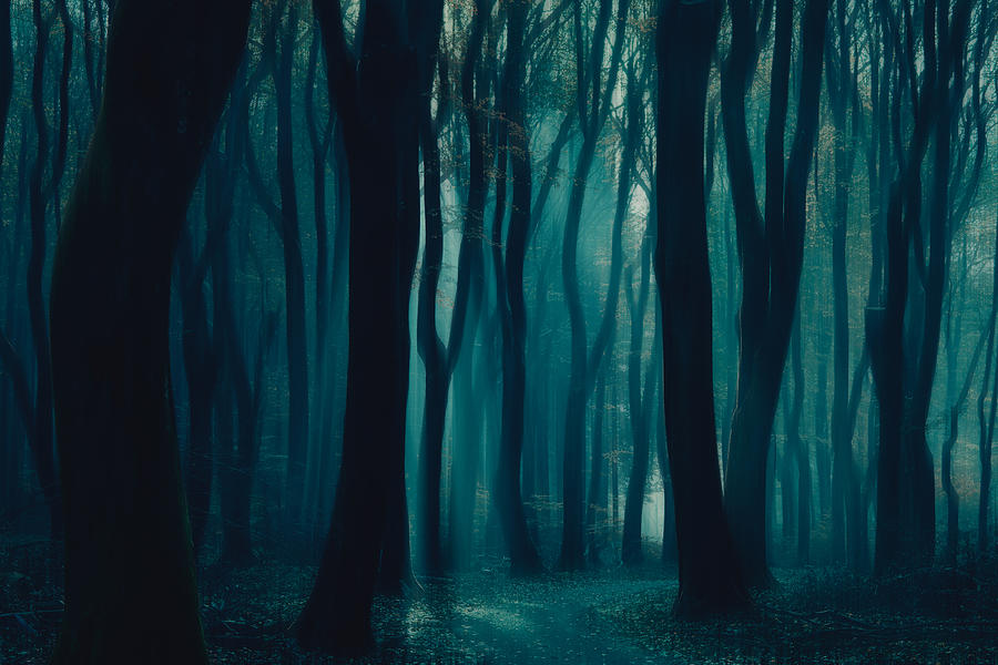 Tree Photograph - The Dark Forest by Bingo Z