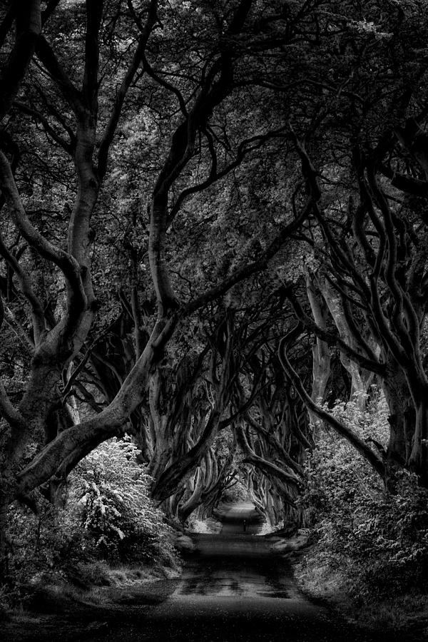 The Dark Hedges Photograph by Ashley Sowter