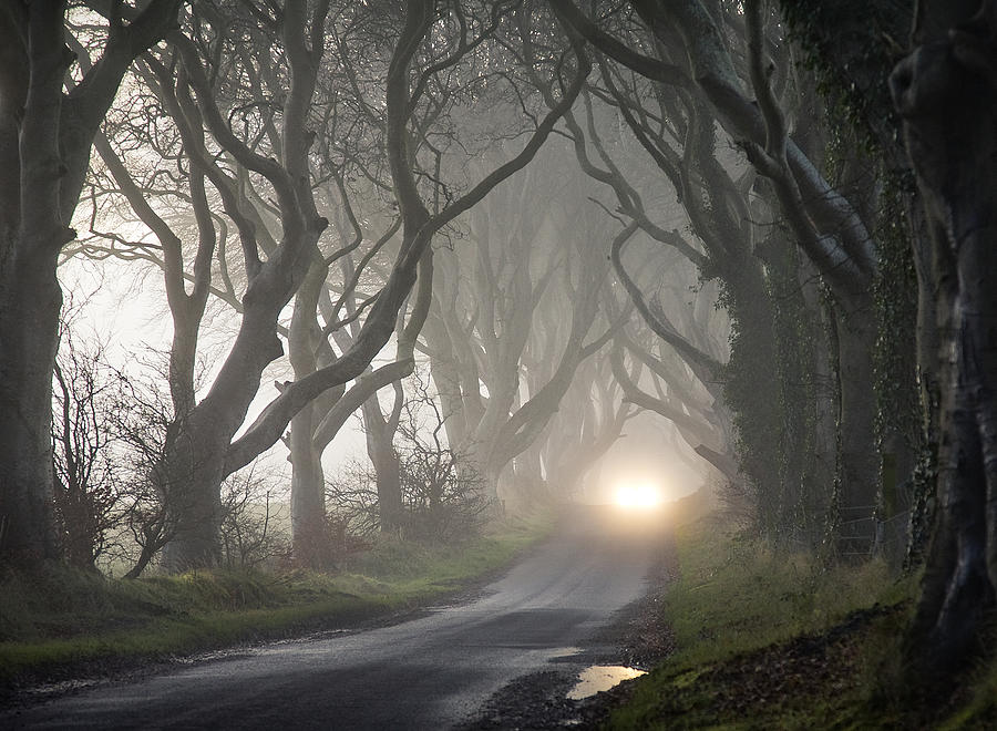 Tree Photograph - The Dark Hedges by Gary Mcparland