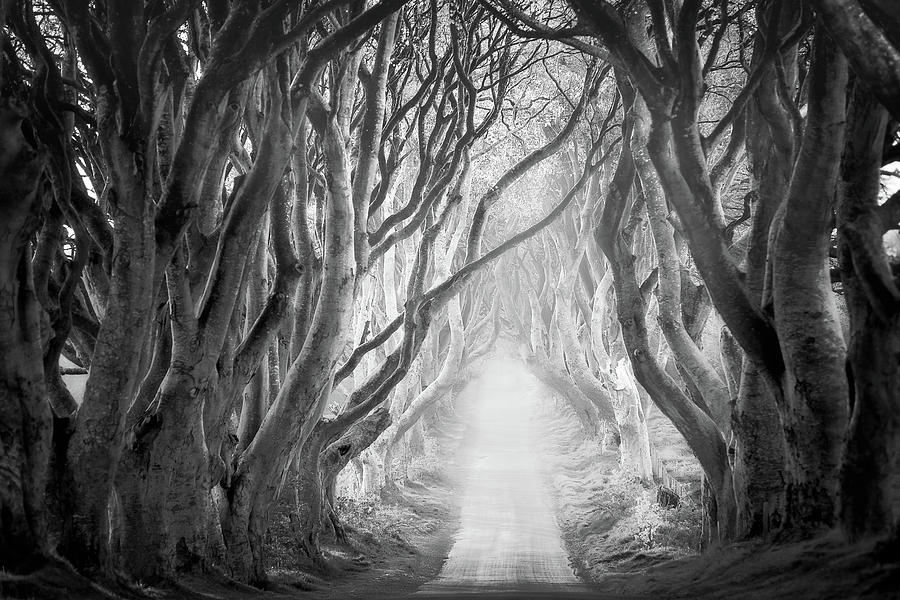 The Dark Hedges in black and white by Roelof Nijholt The Dark Hedges in black and white by Roelof Nijholt
