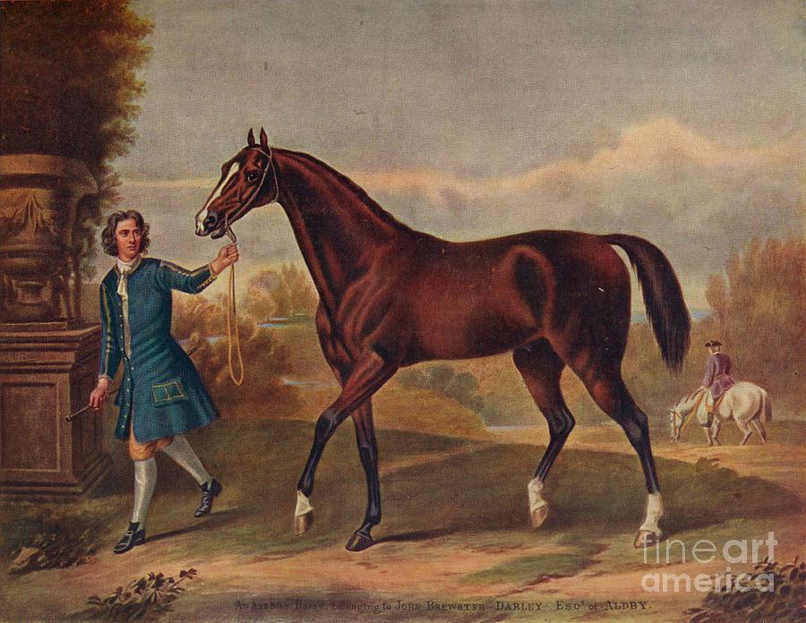 Horse Drawing - The Darley Arabian by Print Collector