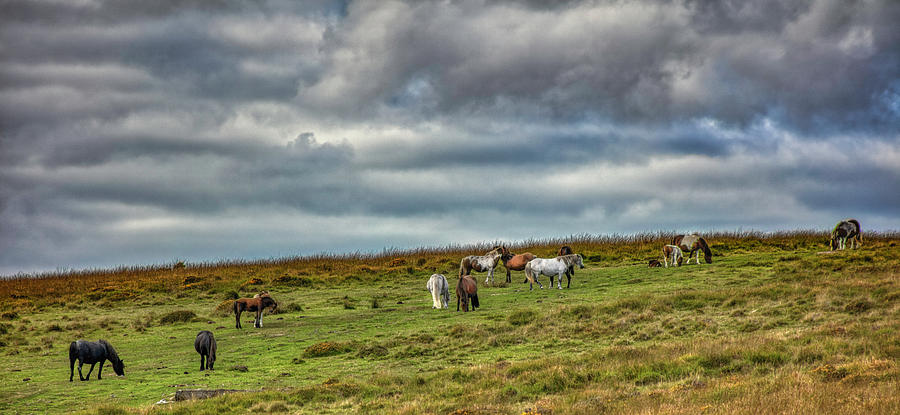 The Dartmoor Ponies Photograph by Forest Alan Lee
